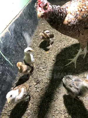 সরালি মুরগির বাচ্চা