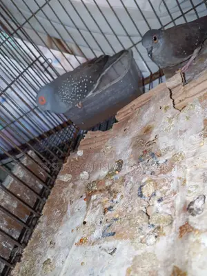 Diamond Dove Budgerigar