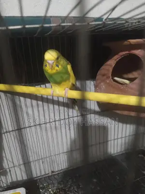 Budgerigar Bird