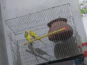 Budgerigar Bird