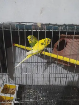 Budgerigar Bird