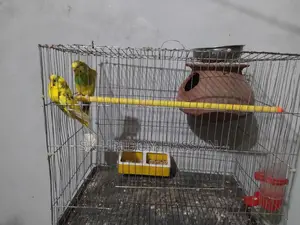 Budgerigar Bird
