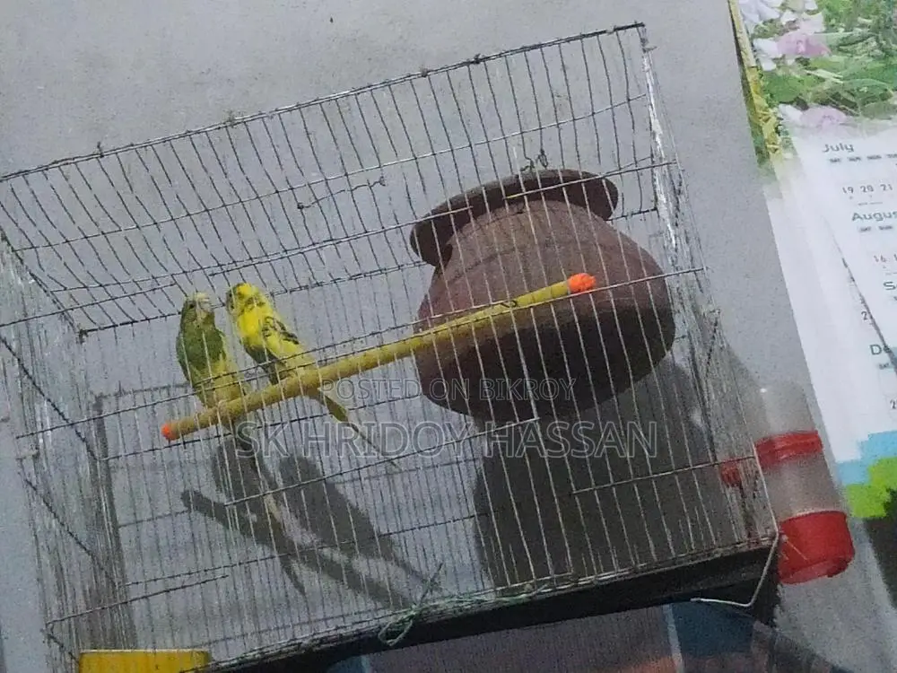 Budgerigar Bird