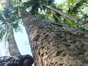 কালো জাম গাছ
