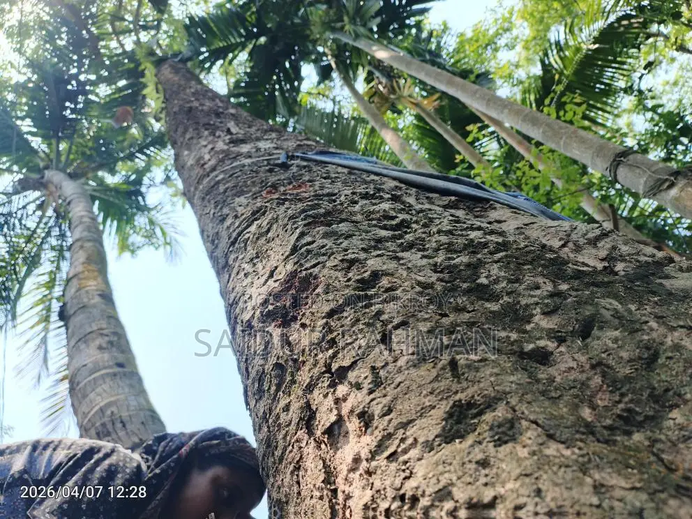 কালো জাম গাছ