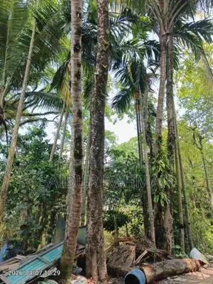 কালো জাম গাছ