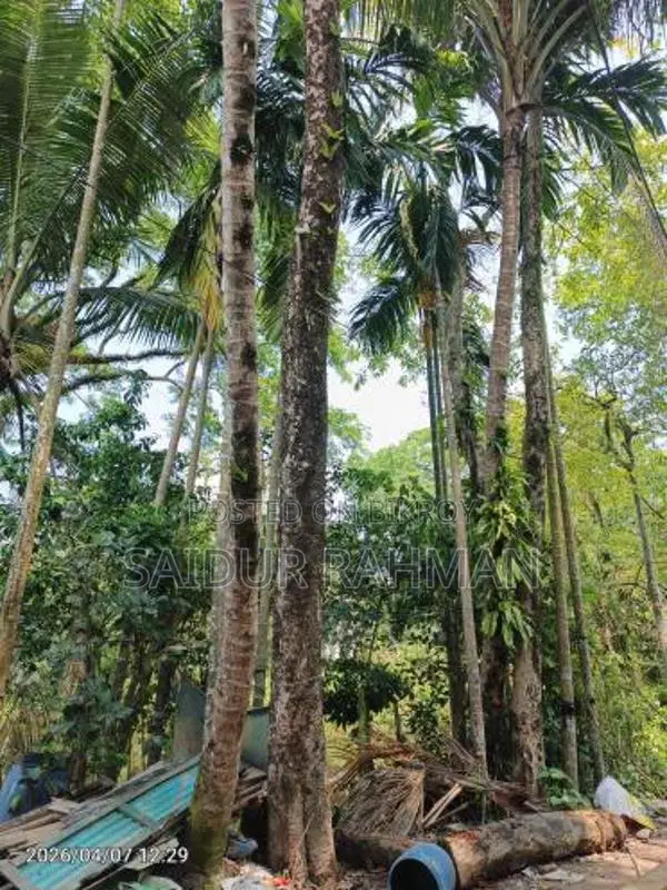 কালো জাম গাছ