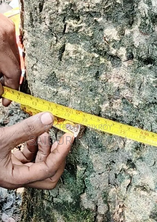 কালো জাম গাছ