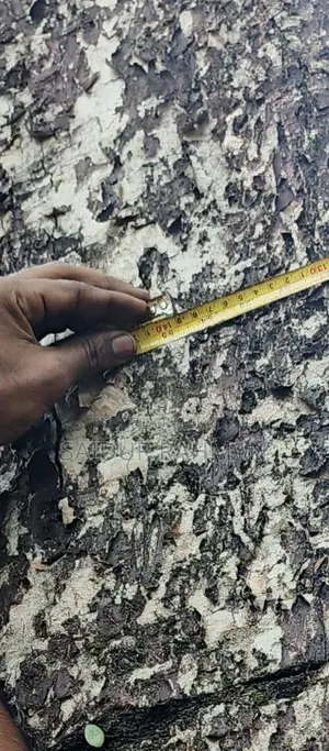 কালো জাম গাছ
