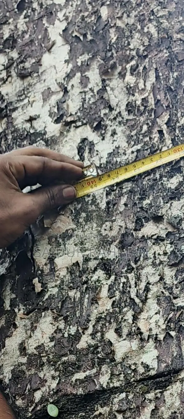 কালো জাম গাছ
