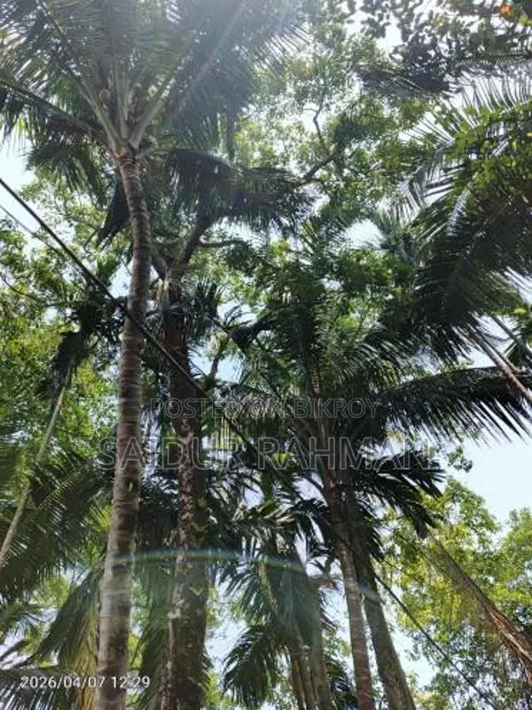 কালো জাম গাছ