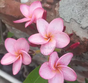 Plumeria Tree