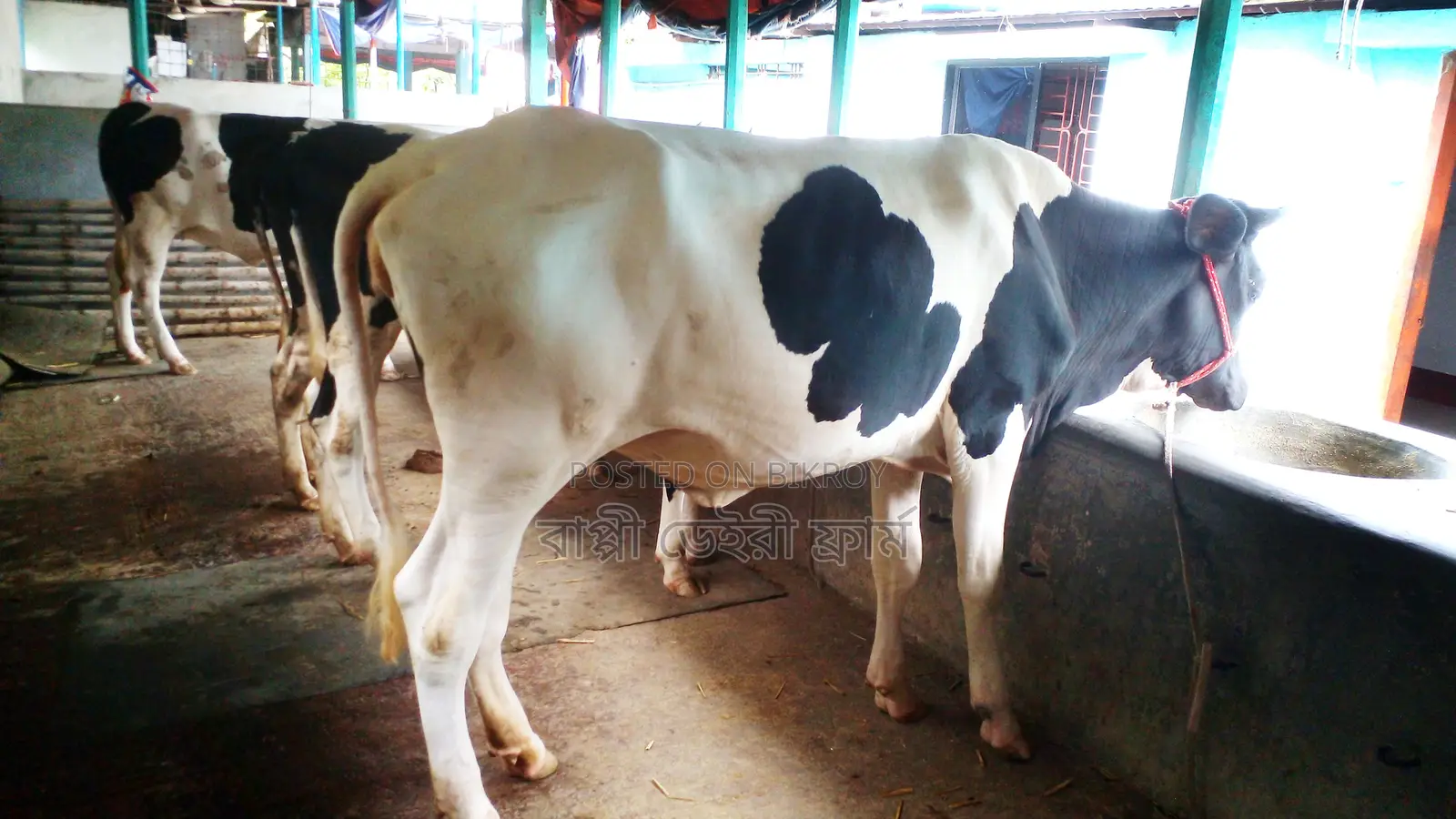Sale of 3 Selected Heifers (No. 1134)