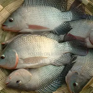 Tilapia Fish