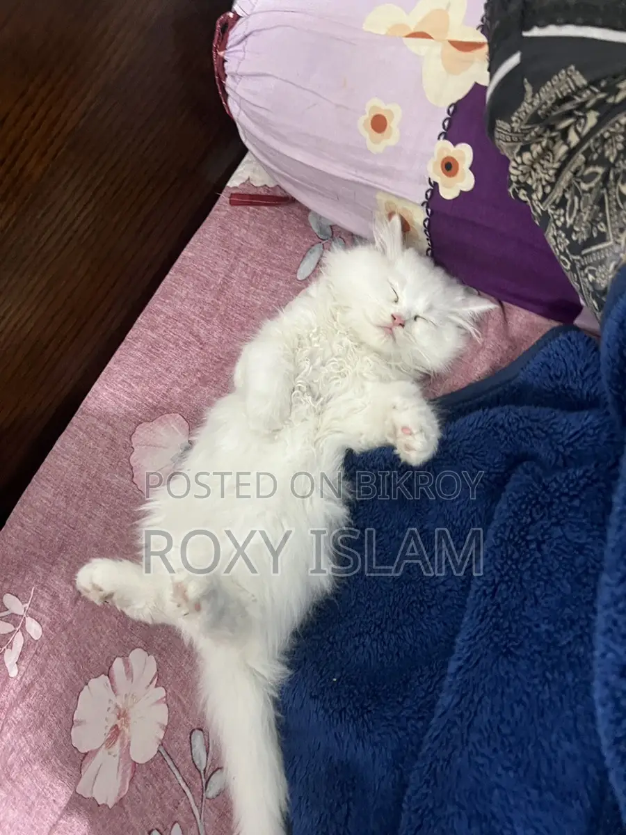 Persian Cat for Sell