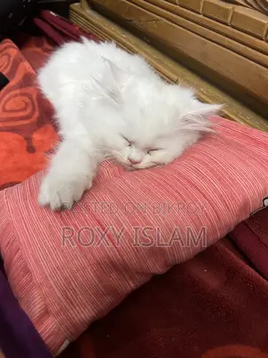 Persian Cat for Sell
