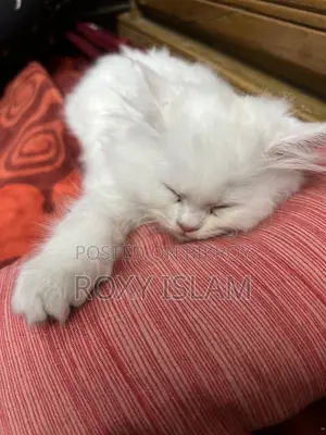 Persian Cat for Sell