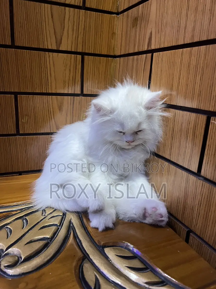 Persian Cat for Sell