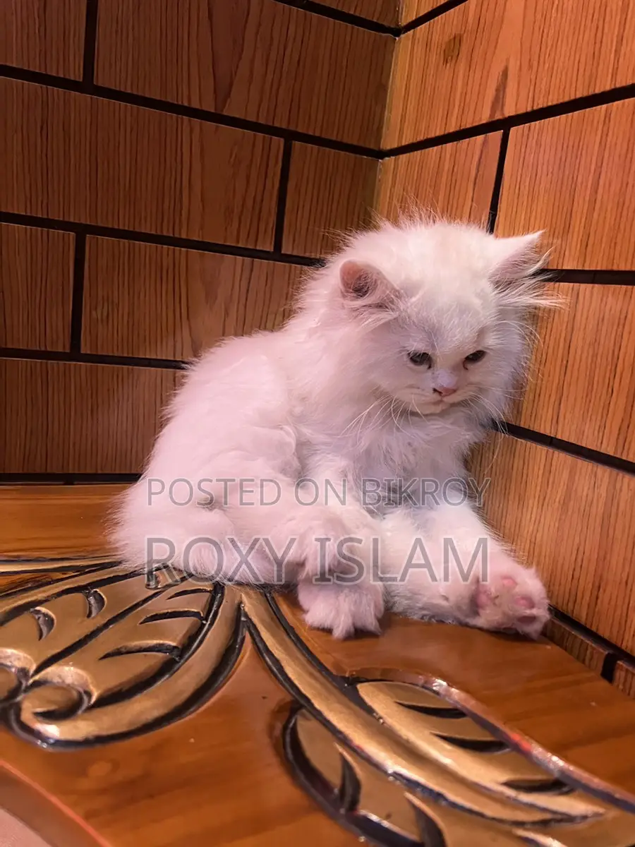 Persian Cat for Sell