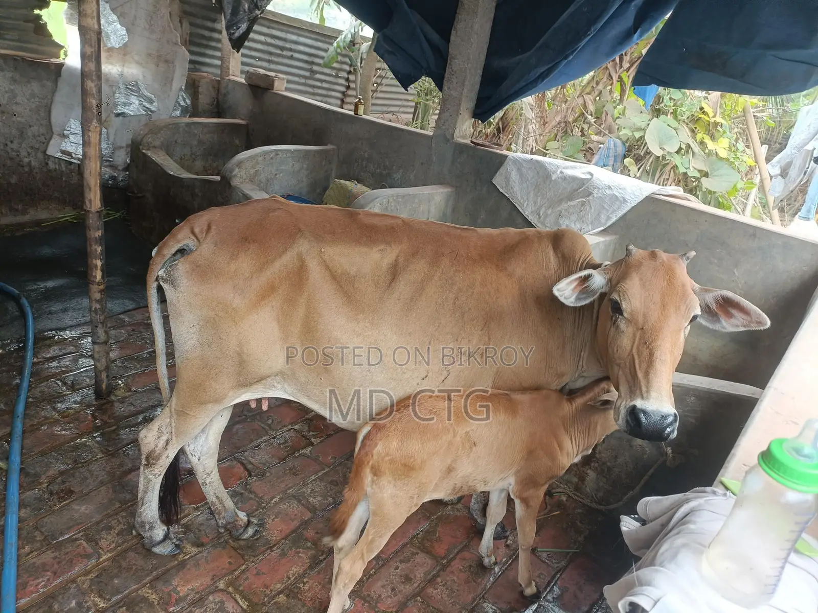 Local Dairy Cow