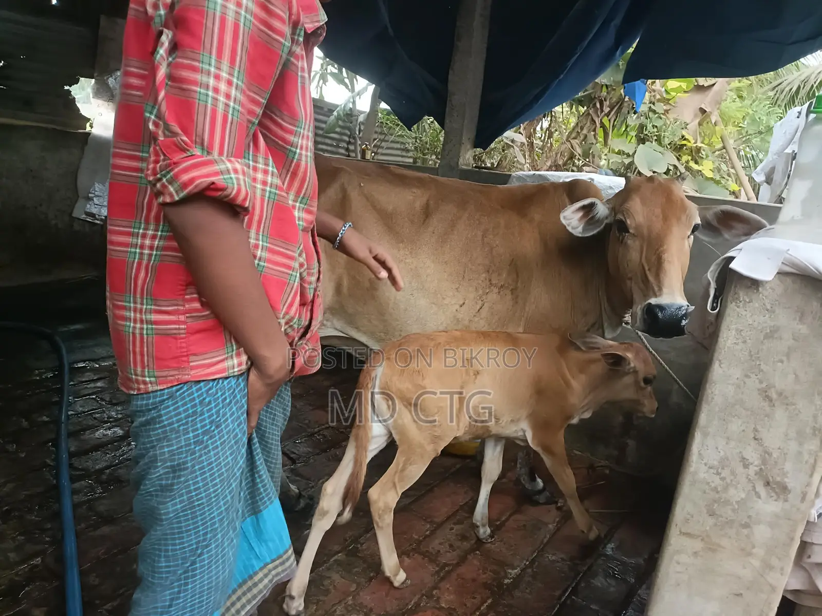 Local Dairy Cow