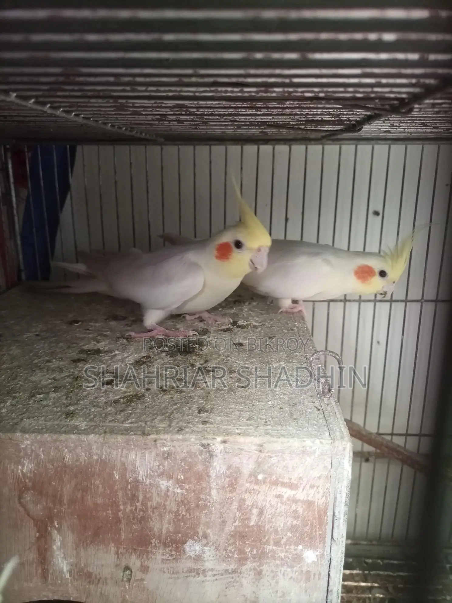 ৩টি অ্যাডাল্ট কোকাটেল লুটিনো পাখি বিক্রয় করা হবে