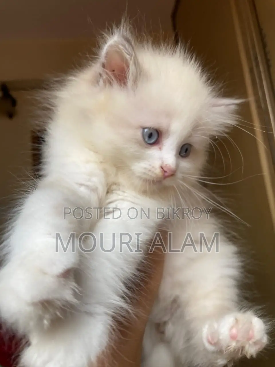 Persian KITTEN
