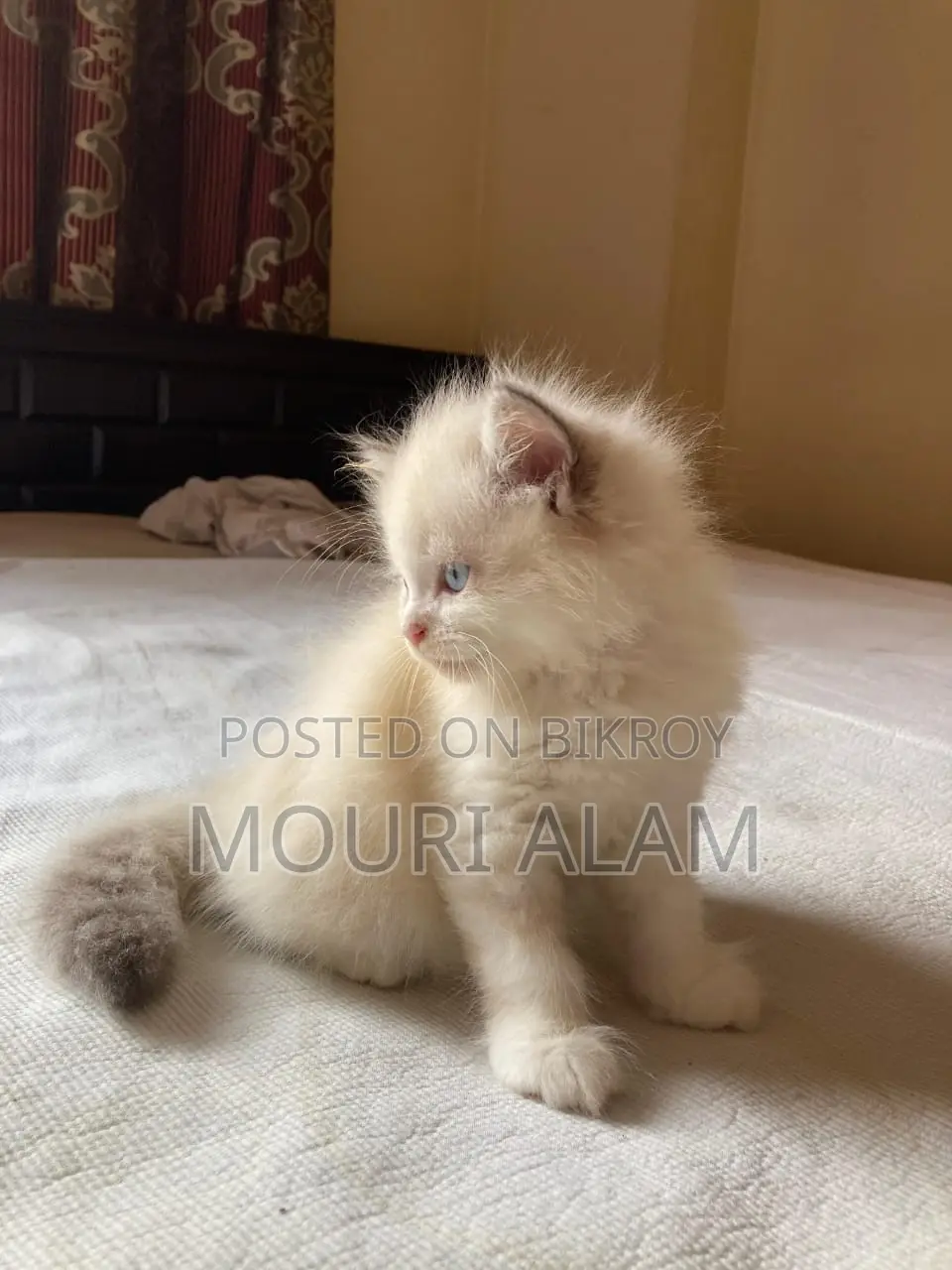 Persian KITTEN