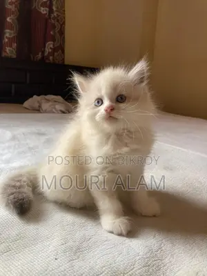 Persian KITTEN