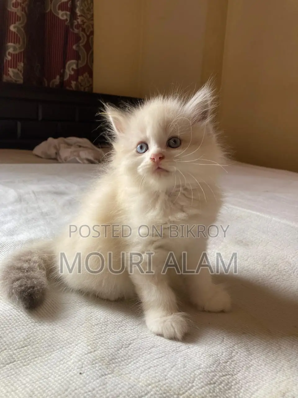 Persian KITTEN