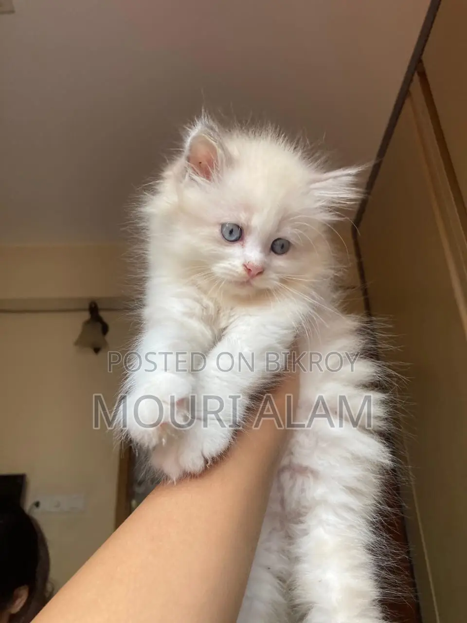Persian KITTEN