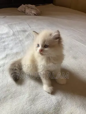 Persian KITTEN
