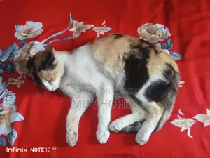 বিড়াল