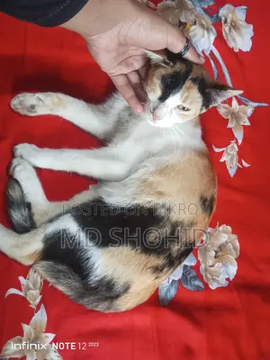 বিড়াল