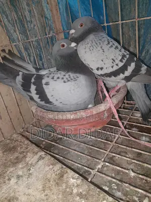 রানিং কবুতর বিক্রি করা হবে