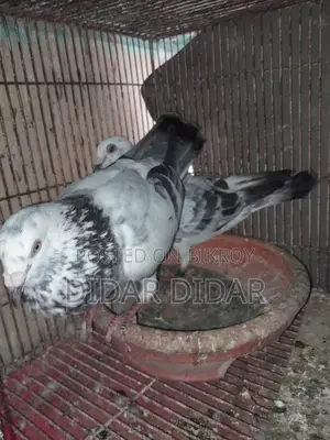 Running pigeons for sale
