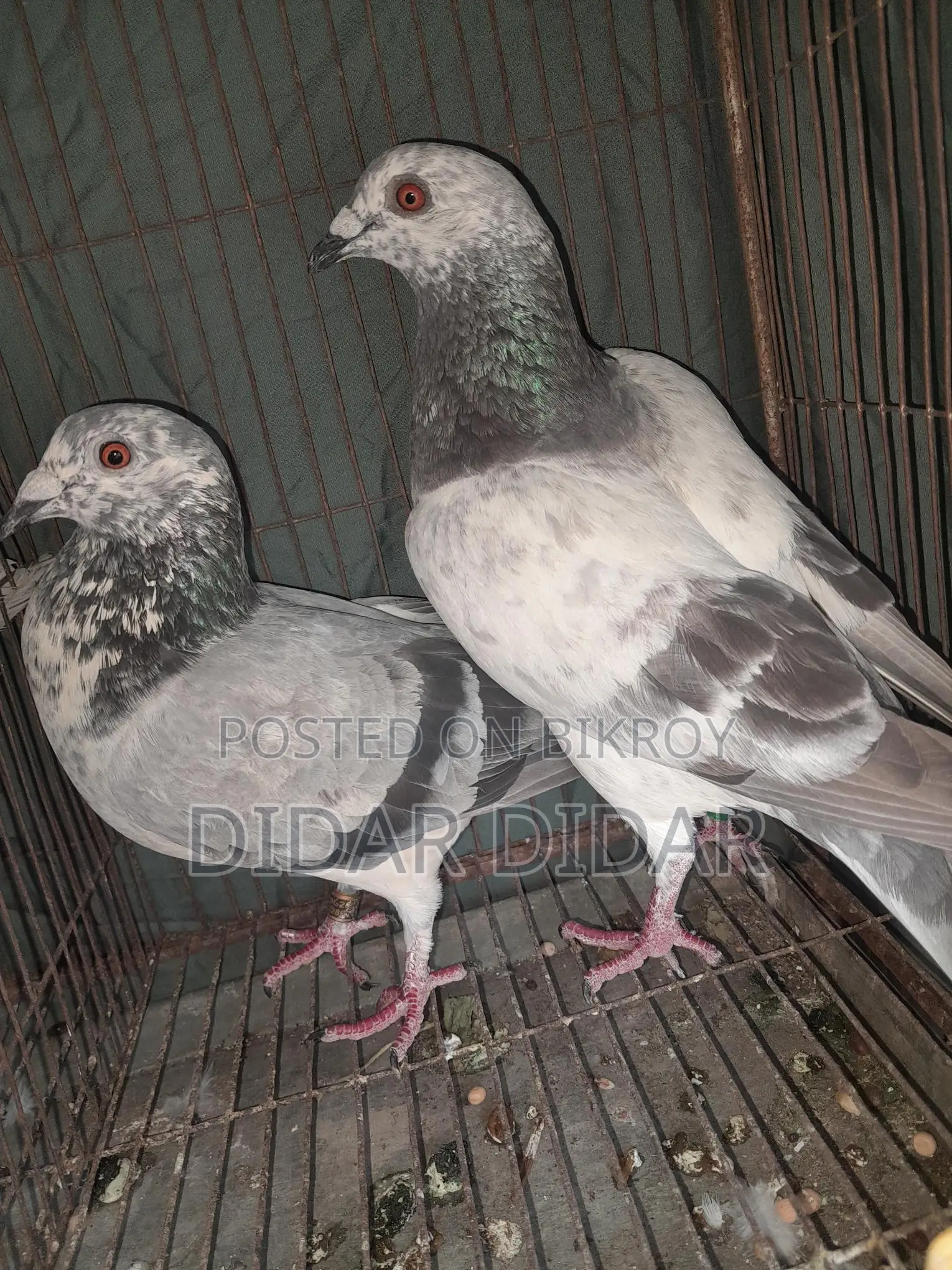Running pigeons for sale