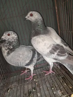 Running pigeons for sale