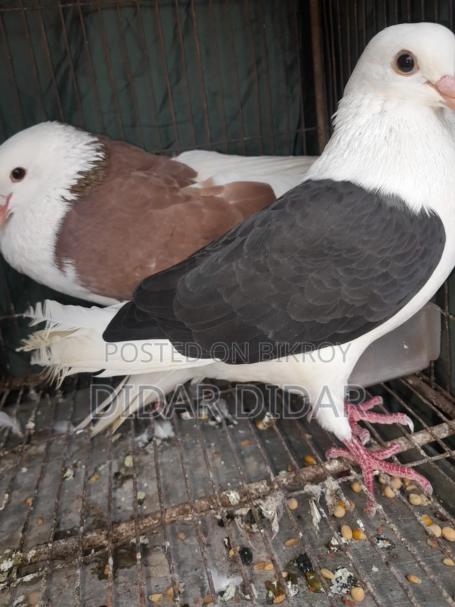 Running pigeons for sale