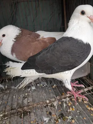 Running pigeons for sale