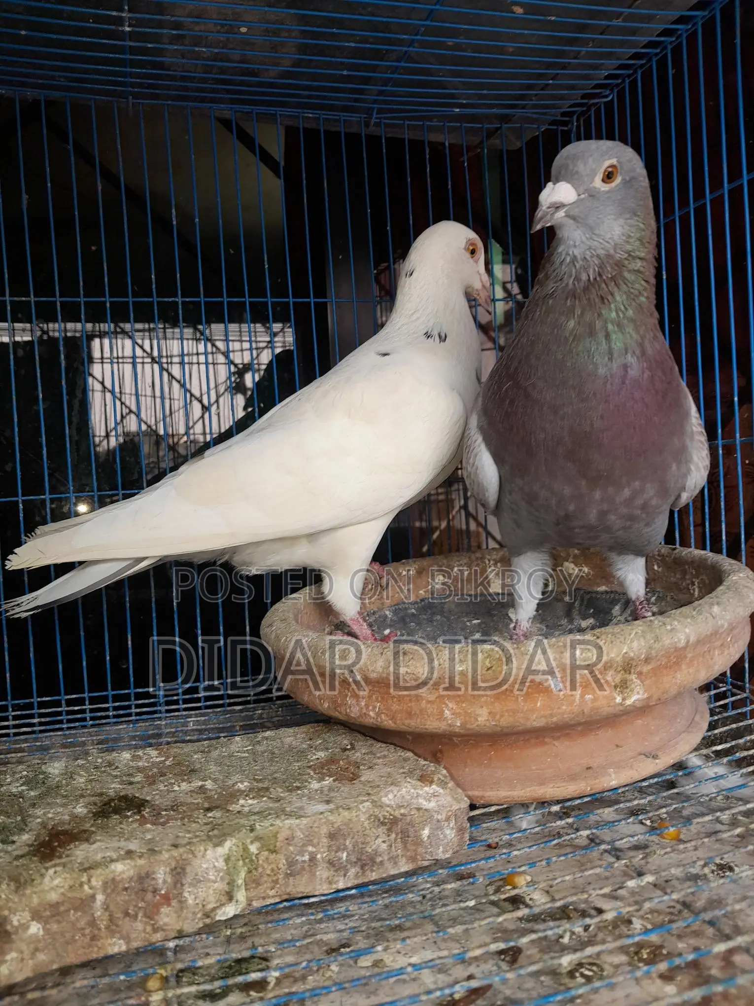 Running pigeons for sale