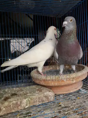 Running pigeons for sale