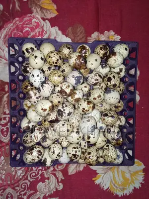 Quail Bird Hatching Eggs