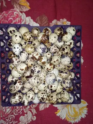 Quail Bird Hatching Eggs