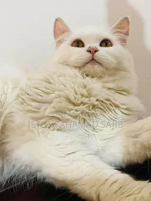 Cat 3rpl Coat