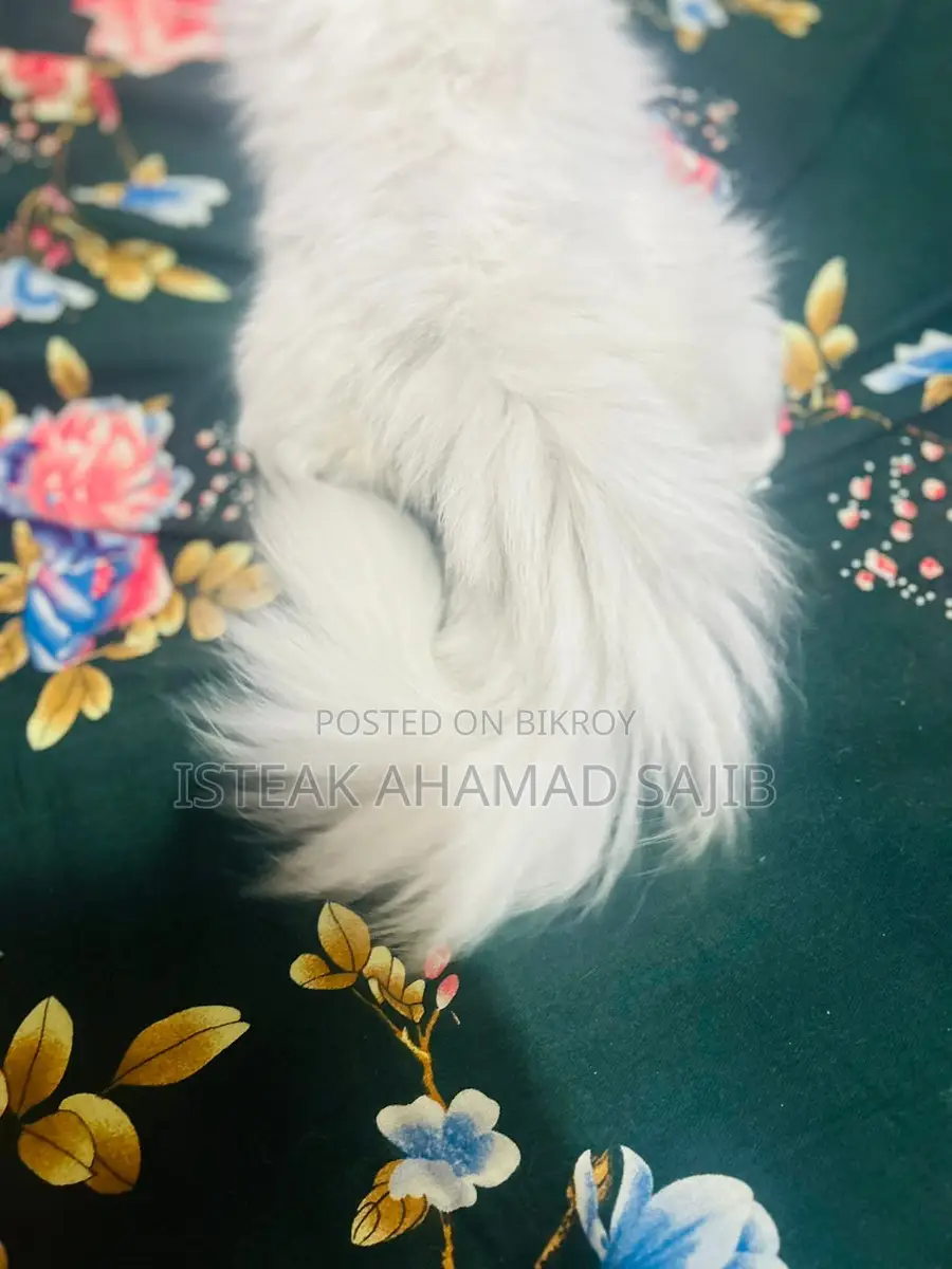 বিড়াল ৩ আরপিএল কোট