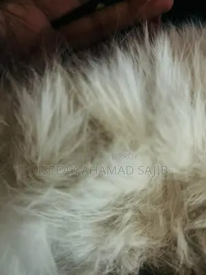 বিড়াল ৩ আরপিএল কোট