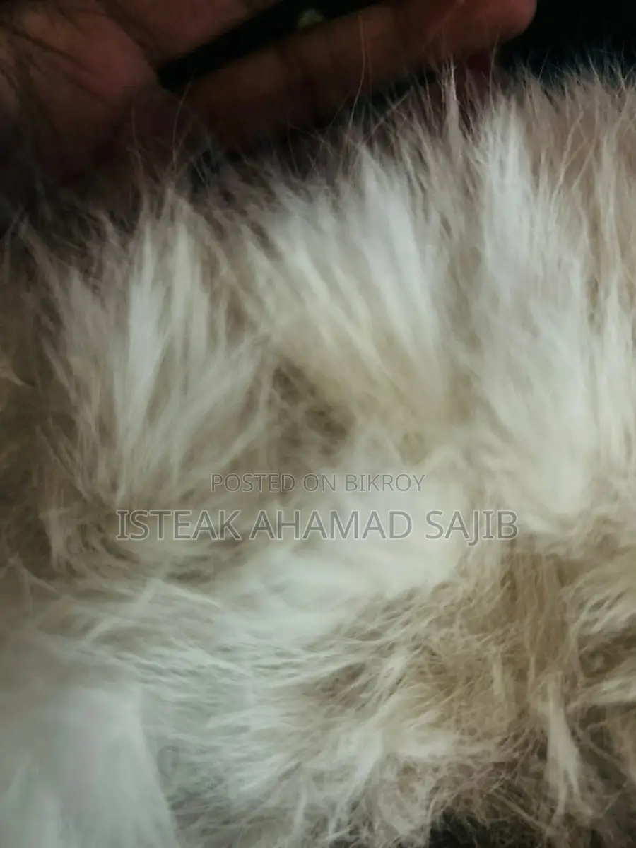 বিড়াল ৩ আরপিএল কোট