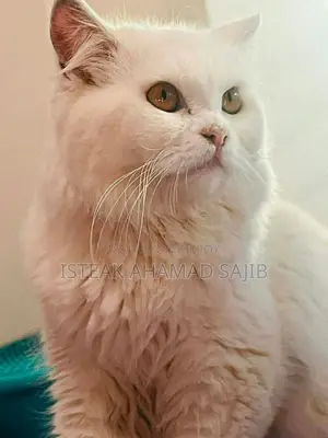 বিড়াল ৩ আরপিএল কোট