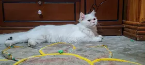 পোশা বিড়ালটি বিক্রি করতে চাই